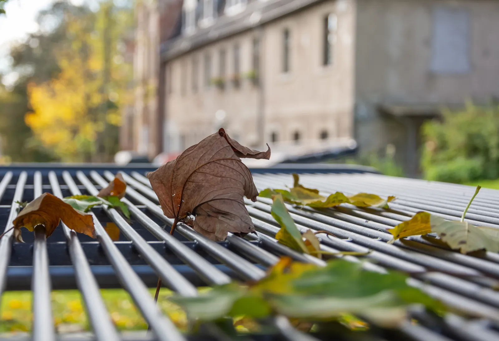 Live Oak Catkins & Pecan Gutter Solutions